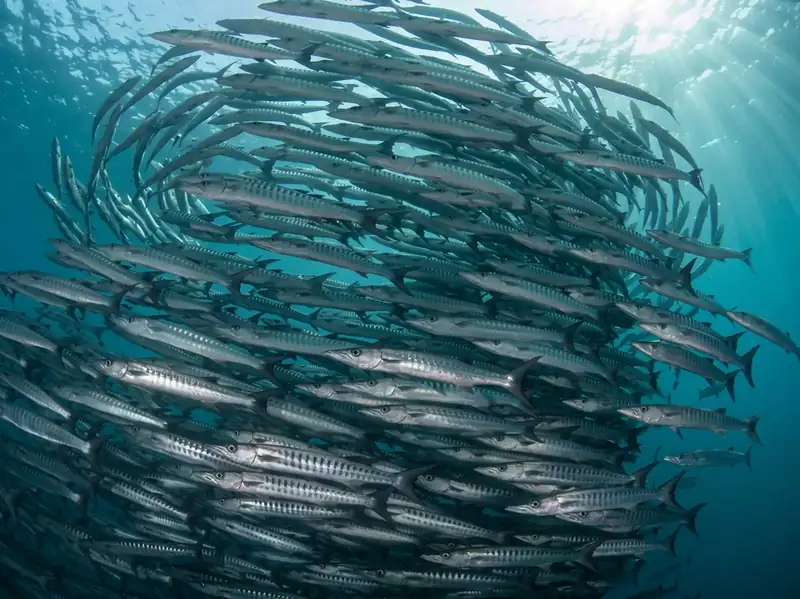 Divers exploring the reef at Sipadan Island Asia Rainforest Resort