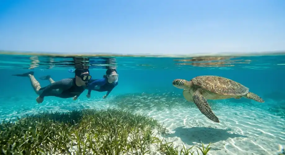 Snorkeling with sea turtles in the Semporna archipelago Asia Rainforest Resort